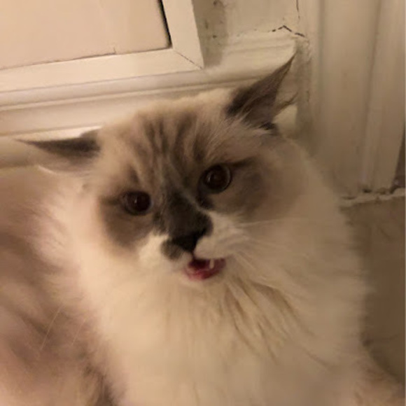 Meet the Posher Other - Meet your Posher, Doris